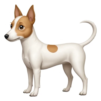 a full body white jack russel looking dog the size of a kelpie with light brown ears and a light brown patch on one eye and a large snout sticker