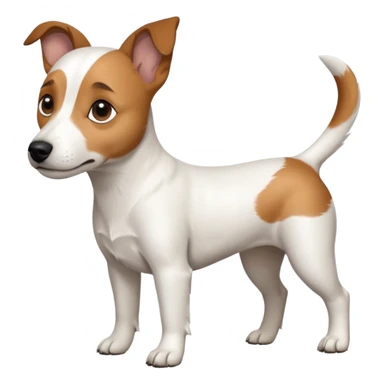 a full body white jack russel looking dog the size of a kelpie with light brown ears and a light brown patch on one eye, flopped down ears and a large snout sticker