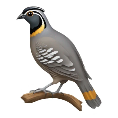 California quail sticker