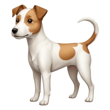 a full body large white parson russell terrier looking dog the size of a kelpie with light brown ears and a light brown patch on one eye and a large snout sticker