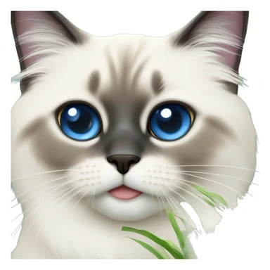 blue eye birman cat eating grass sticker