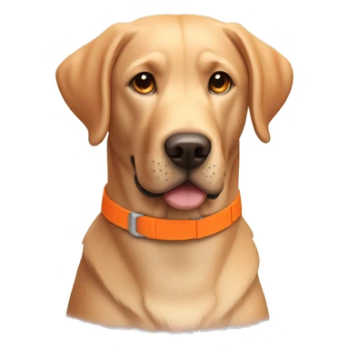 Labrador retriever with orange collar sticker