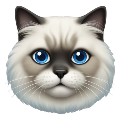 Himalayan cat with blue eyes and black mouth  sticker