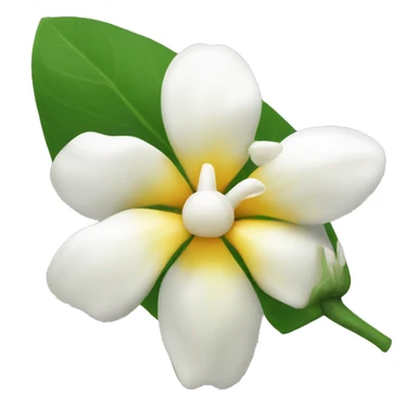 Jasmin flower tunisia sticker