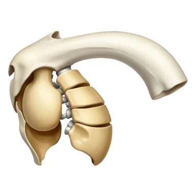 The bones of only  the shoulder sticker