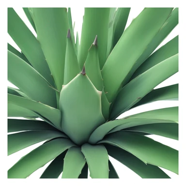 Agave  sticker