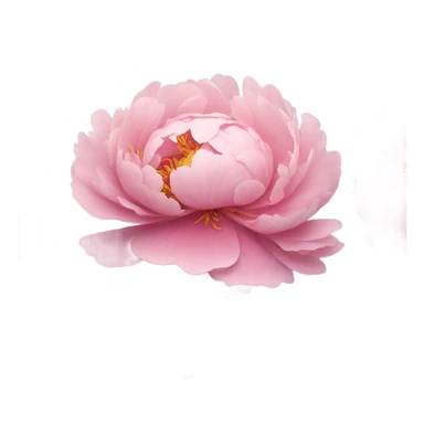 flower but so beautiful  peony sticker