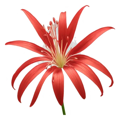 Red Spider Lily Flower sticker
