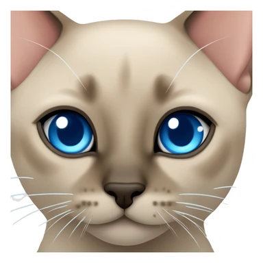 tonkinese kittens head with bright blue eyes  sticker