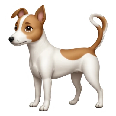 a full body white jack russel looking dog the size of a kelpie with light brown ears and a light brown patch on one eye, flopped down ears and a large snout sticker