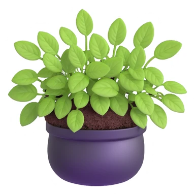 Small sprouts of Plectranthus Verticillatus with extremely round perfect circle leaves growing in a shiny metallic pot sticker