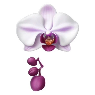 Phalaenopsis Orchid flower sticker