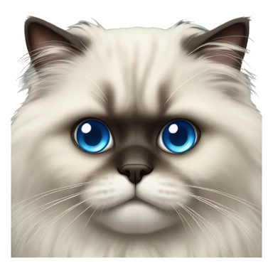 Fluffy himalayan cat with big blue eyes sticker
