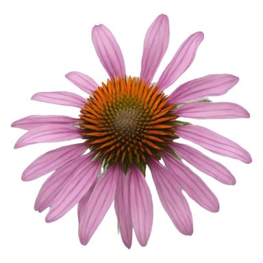 whole echinacea flower sticker