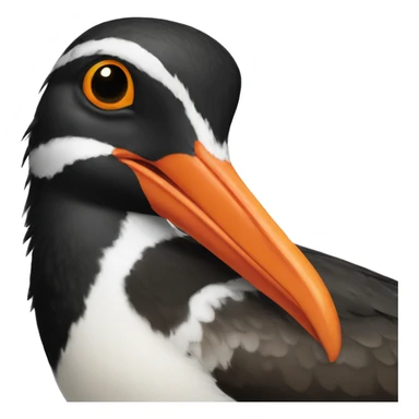 american oystercatcher bird sticker