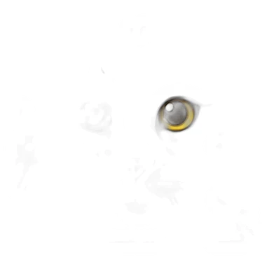 gray-siberian-cat sticker