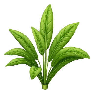 Plantain herb  sticker