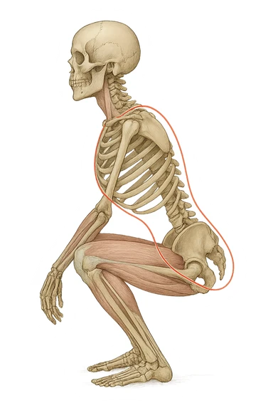 Allineamento visto anatomicamente durante uno squat tra bacino e torace sticker