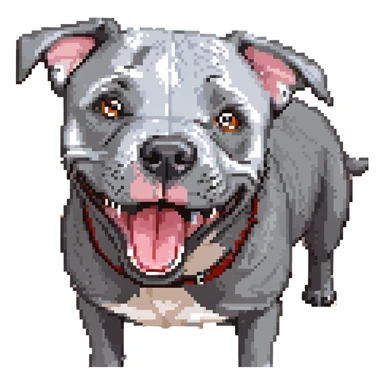 round circle puppy head full grey bleu staffy, big open mouth, big tongue out, stupid expression sticker