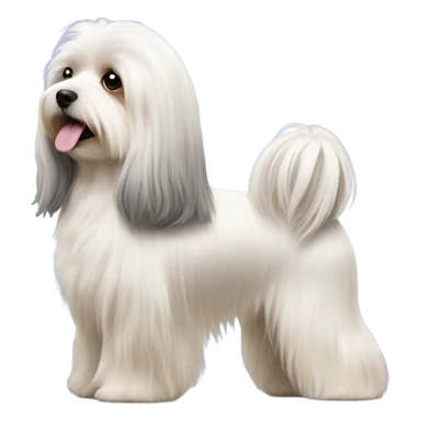 Side view of Havanese with long hair all the way down to the dogs feet at a dog show  sticker