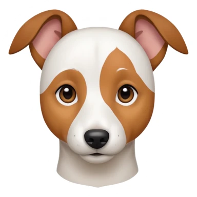 a fully white jack russell the size of a kelpie with floppy ears and a half white face sticker