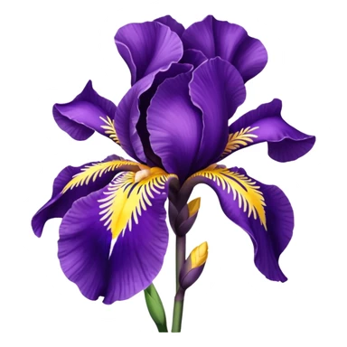 Fleur iris violette sticker