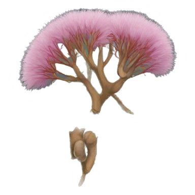 Albizia lebbeck sticker