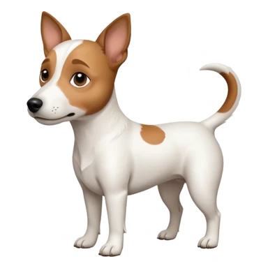 a full body white jack russel looking dog the size of a kelpie with light brown ears and a light brown patch on one eye, flopped down ears and a large snout sticker