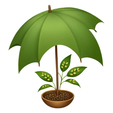 an umbrella like plant which has small seeds as a spice sticker