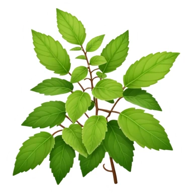 Plectranthus Verticillatus with falling leaves sticker