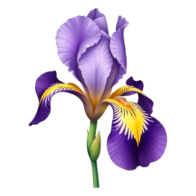 single Bi-Colored Iris, straight stem sticker