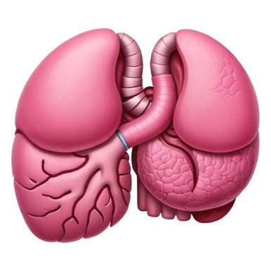 stomach organ sticker