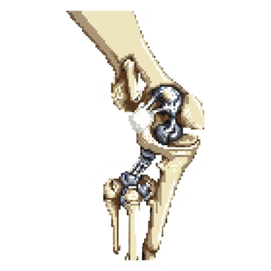 knee bone structure, skeletal knee joint, patella bone sticker