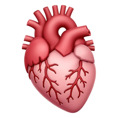 anatomic heart, light pink, variation 3 sticker