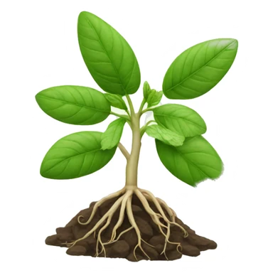 Indian Ginseng plant sticker