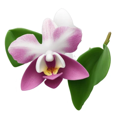 Orchidea rosa e bianca  sticker