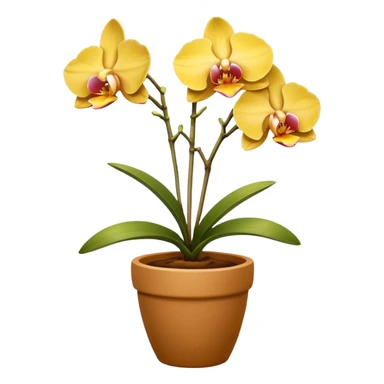yellow Orchid in a clay pot sticker