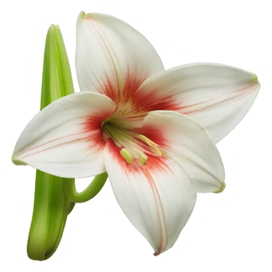  Hippeastrum exposure sticker