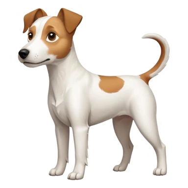 a full body large white parson russell terrier looking dog the size of a kelpie with light brown long ears and a light brown patch on one eye and a large snout sticker