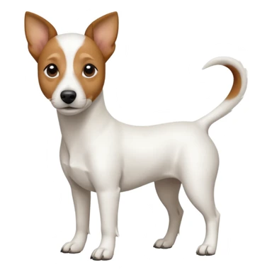 a full body white jack russel looking dog the size of a kelpie with light brown ears and a light brown patch on one eye, flopped down ears and a large snout sticker