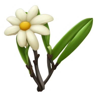  vanilla beans with flower sticker