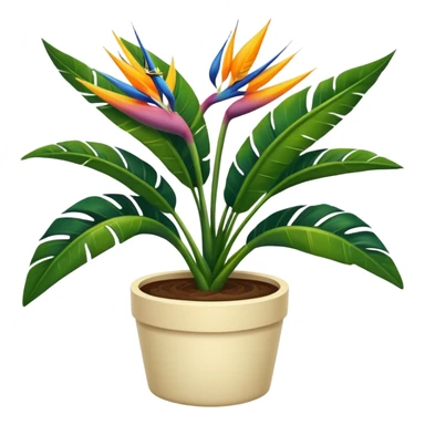No bloom Bird of paradise leafy plant in cream pot  sticker