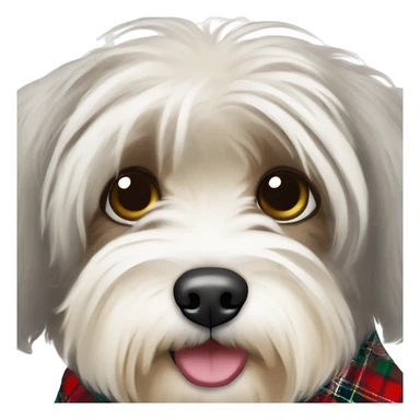 Havanese dog wearing tartan collar  sticker