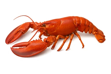 Lobster sticker