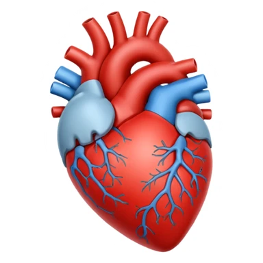 White anatomy heart  sticker