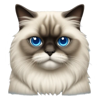 Himalayan cat with blue eyes sticker