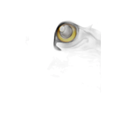 Silver Maine coon cat sticker