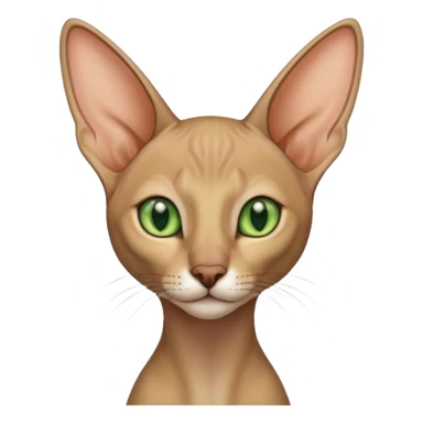 Orientalisch Kurzhaar sticker