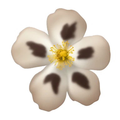 brown-eyed rock rose flower. White petals with brown spots in the center sticker