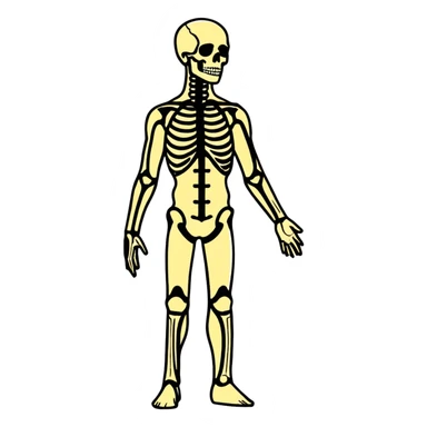 Full human body, anatomical figure, standing pose sticker